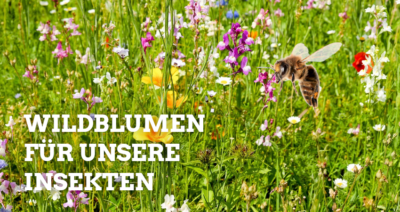 Wildblumen